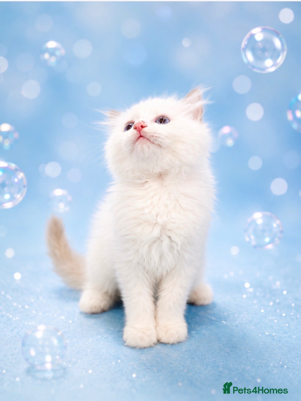 Ragdoll cats STUNNING BICOLOUR RAGDOLL KITTEN 🩵 - Advert 1