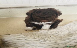 Lagotto Romagnolo dogs for sale: MULTI INTERNATIONAL CHAMPION GRANDPARENTS - Image 6