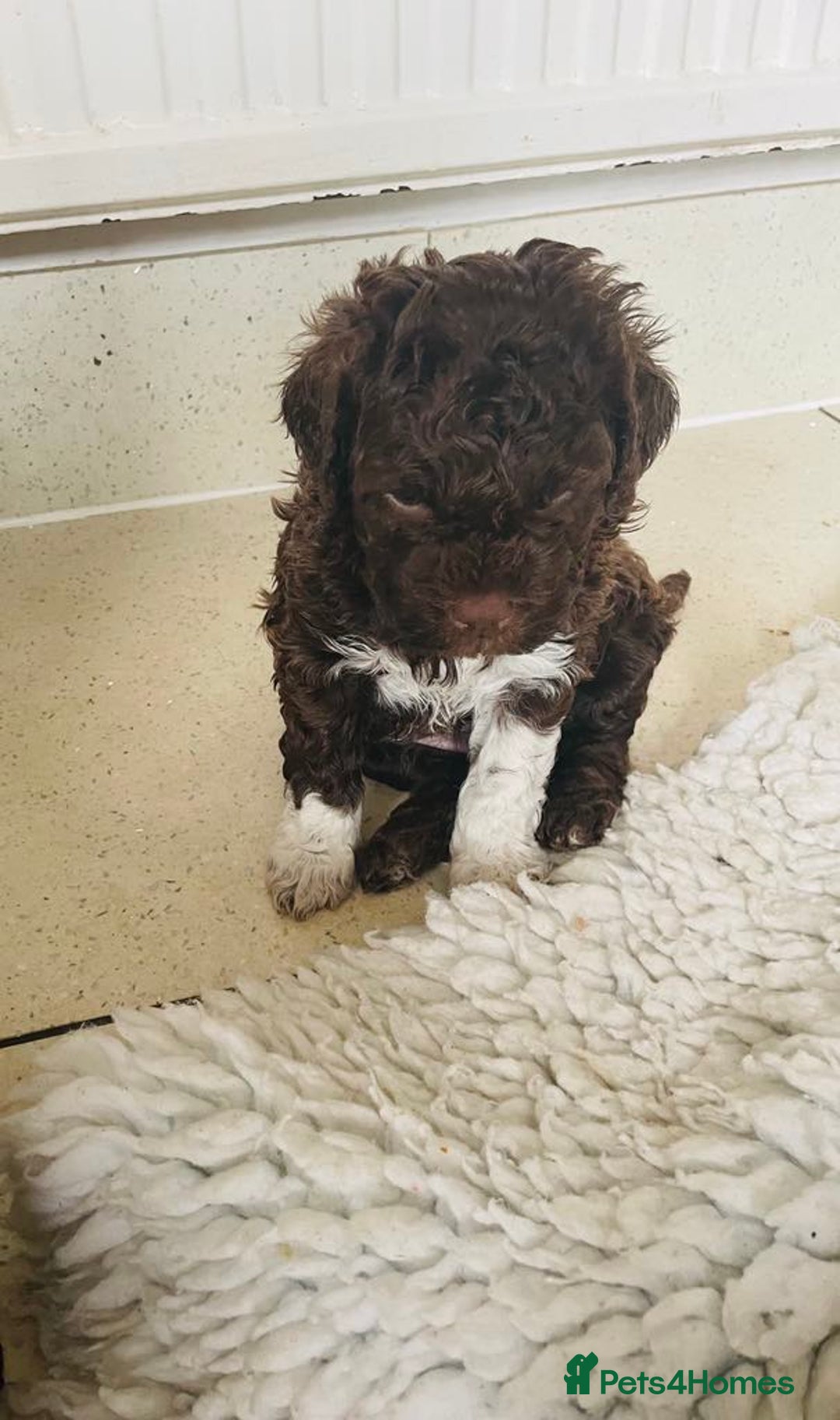 Lagotto Romagnolo dogs for sale: MULTI INTERNATIONAL CHAMPION GRANDPARENTS - Image 6