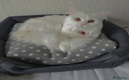 Siberian cats for stud: Pure white Siberian for stud - Image 5