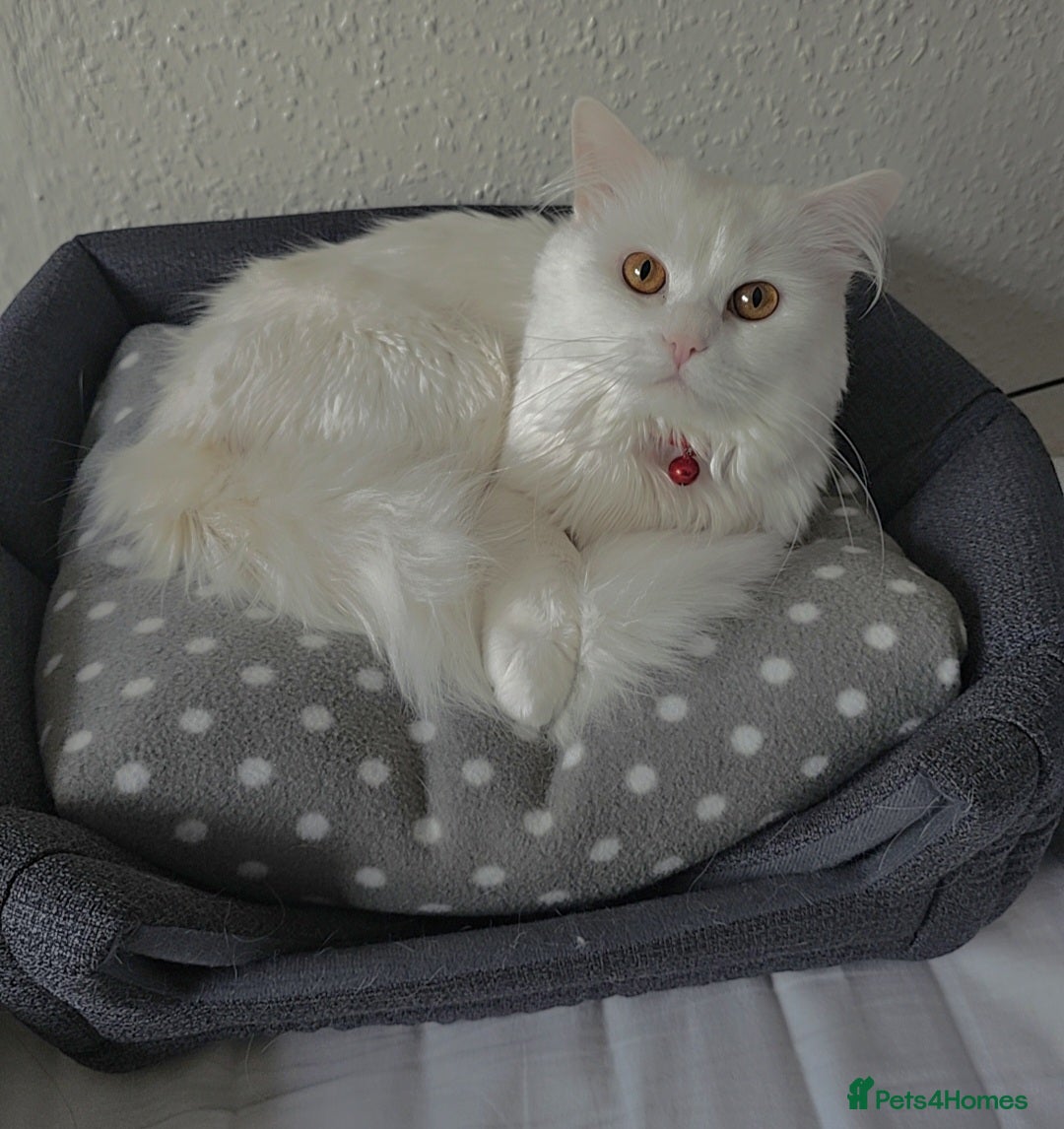 Siberian cats for stud: Pure white Siberian for stud - Image 5