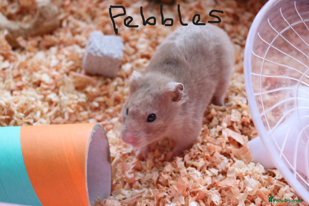 Hamster rodents for sale: Syrian Hamsters – various ages - Image 7