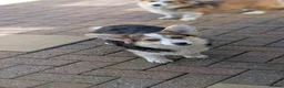 Welsh Corgi Pembroke dogs for sale: Two stunning sisters available health tested  - Advert 4