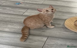 British Shorthair cats for sale: GCCF ACTIVE BRITISH SHORTHAIR MALE KITTENS - Image 6