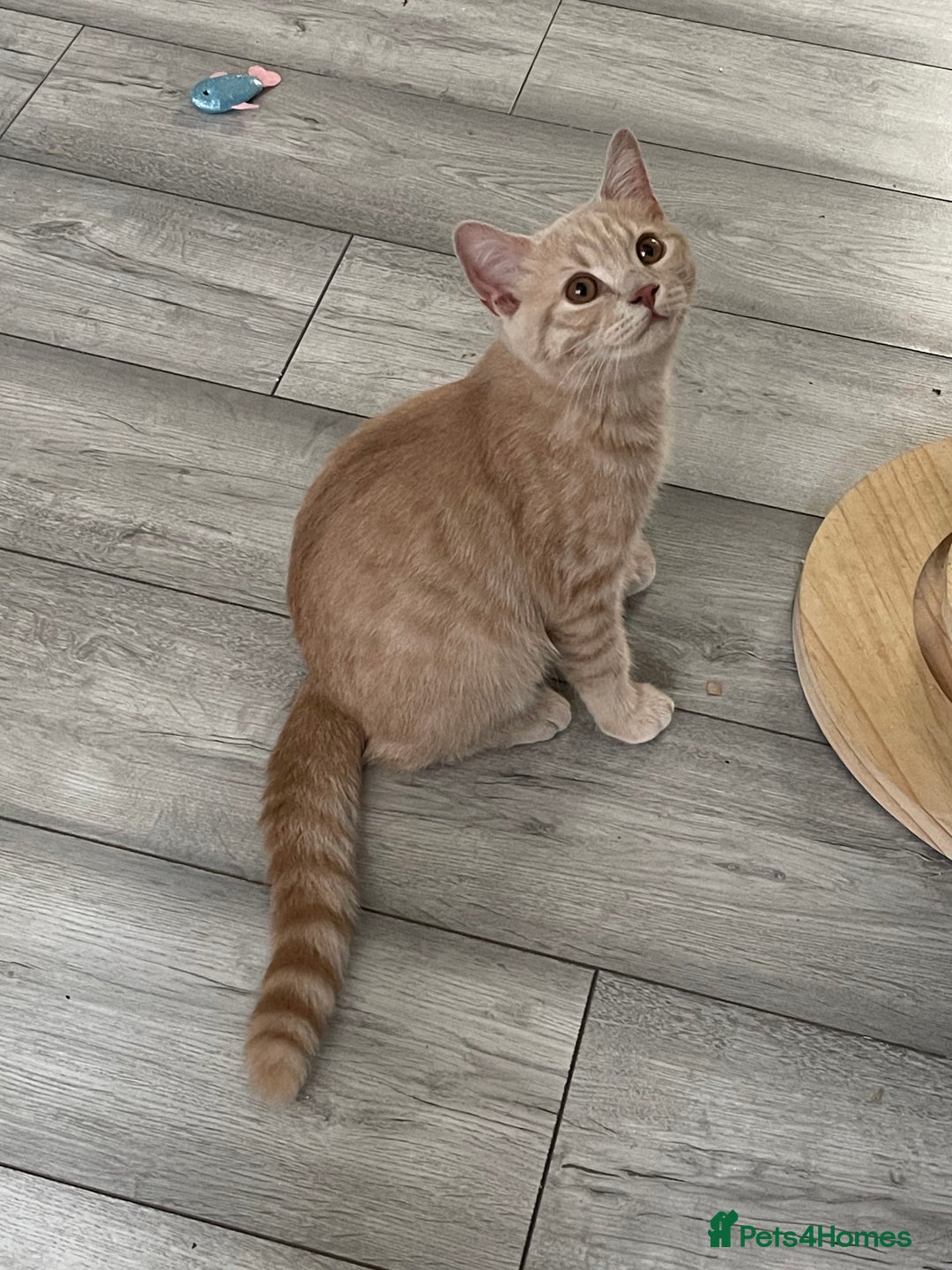 British Shorthair cats for sale: GCCF ACTIVE BRITISH SHORTHAIR MALE KITTENS - Image 6