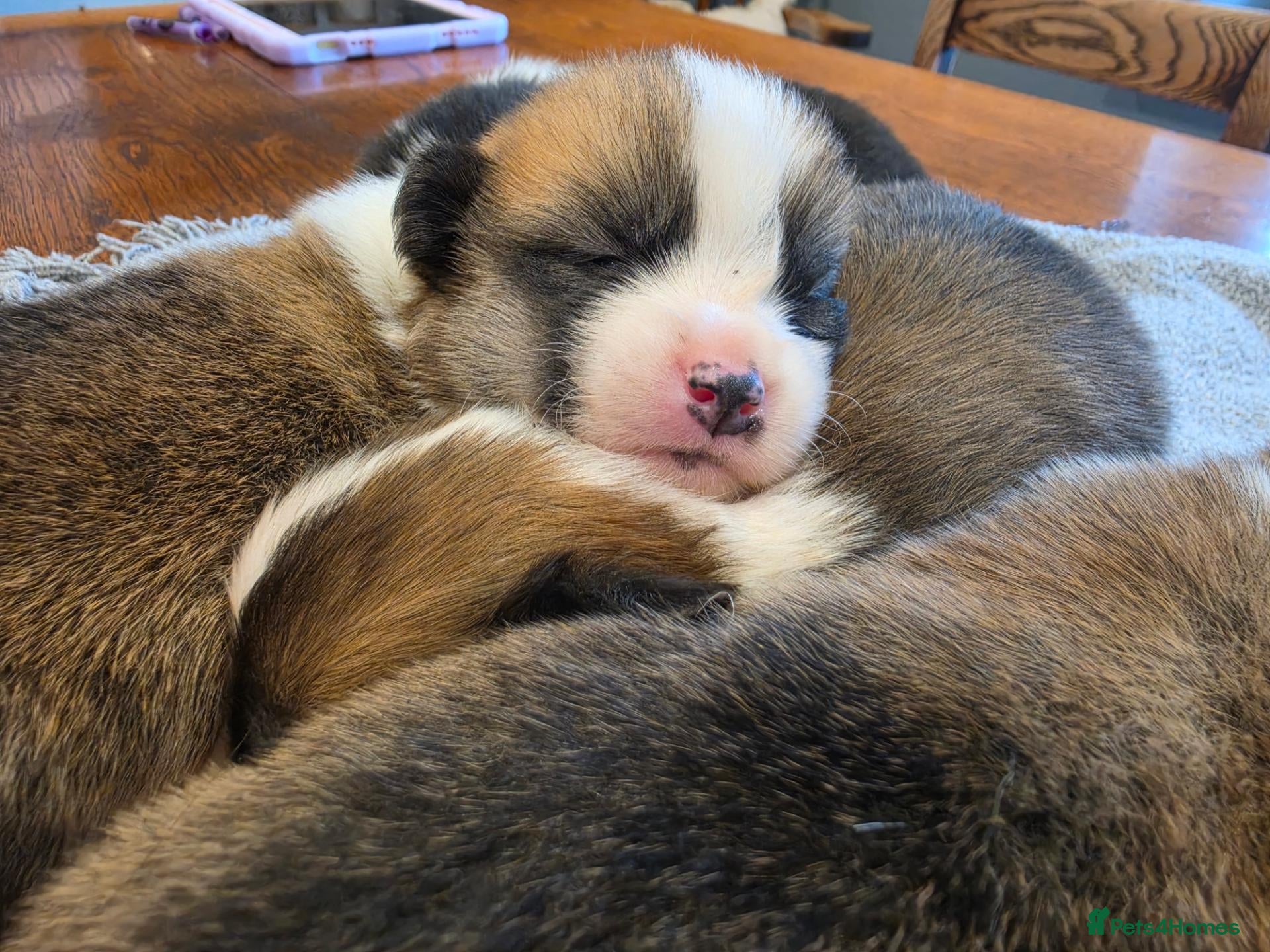 Welsh Corgi Pembroke dogs 9 ADORABLE CORGIS🐾💖💙DNA HEALTH TESTED PARENTS🧬 - Advert 1