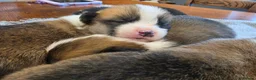Welsh Corgi Pembroke dogs for sale: 9 ADORABLE CORGIS🐾💖💙DNA HEALTH TESTED PARENTS🧬 - Advert 1