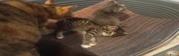 Mixed Breed cats for sale: 4 gorgeous little kitten looking for homes  - Advert 30