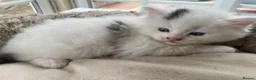 Mixed Breed cats for sale: Beautiful long hair kittens  - Advert 9