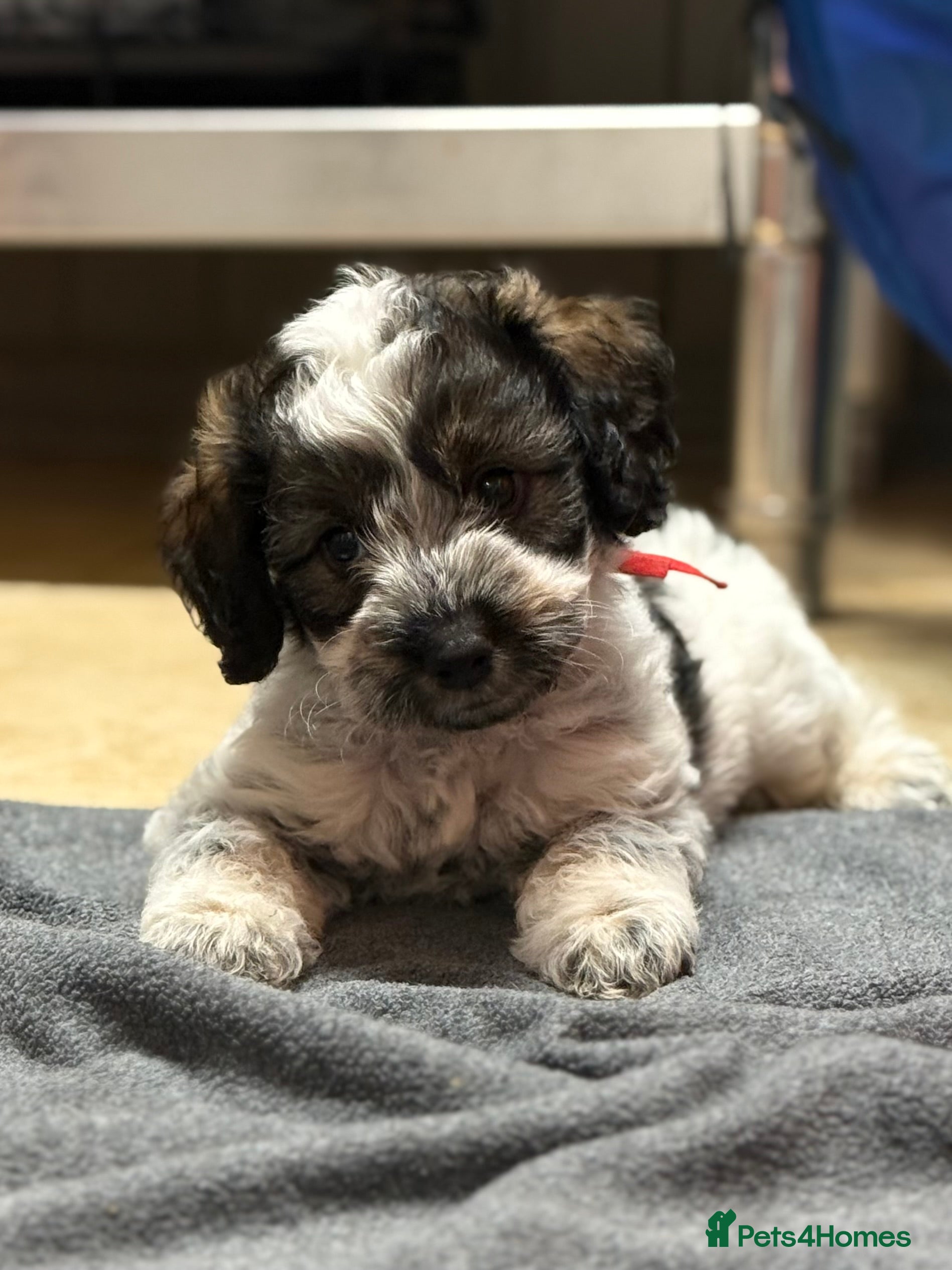 Mixed Breed dogs Miniature Parti Schnockerpoo Puppies  - Advert 6