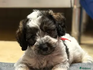 Mixed Breed dogs Miniature Parti Schnockerpoo Puppies - Advert 6