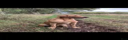 Labrador Retriever dogs for sale: Pedigree Labrador pups ready to go - Advert 6