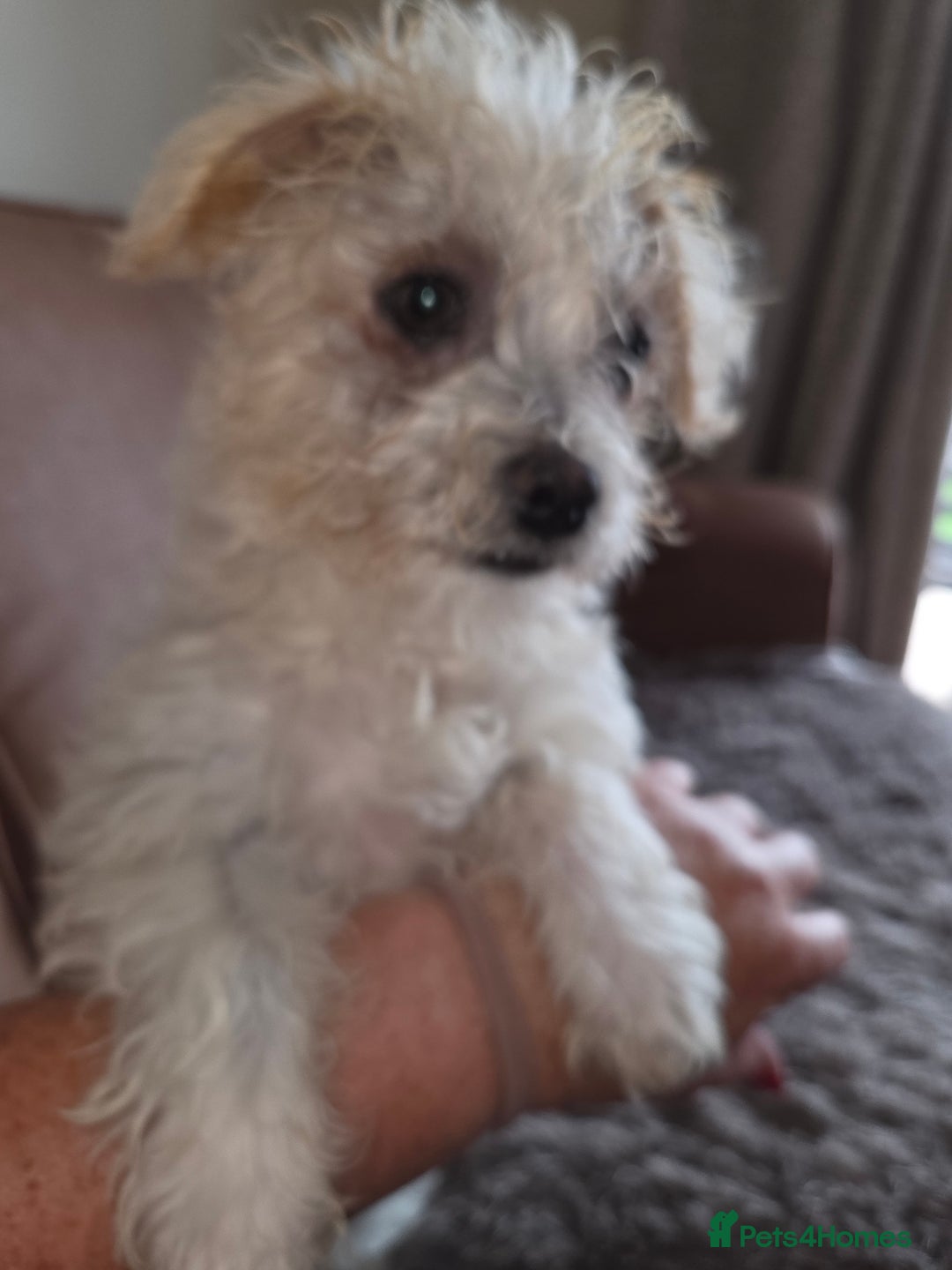 Bichon Frise dogs for sale: Baby boy Bichon Frise  - Image 3