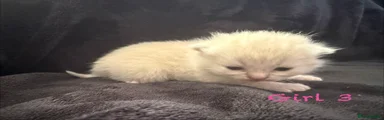 Scottish Fold Kitten 7