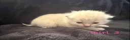 Scottish Fold cats for sale: Scottish fold kittens-Both parents TICA registered - Advert 5