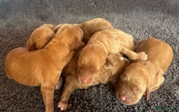 Cavapoo dogs for sale: Miniature F1 cavapoo  - Image 6