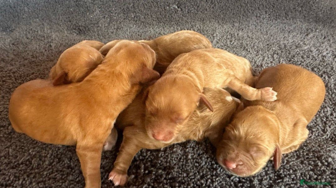 Cavapoo dogs for sale: Miniature F1 cavapoo  - Image 6