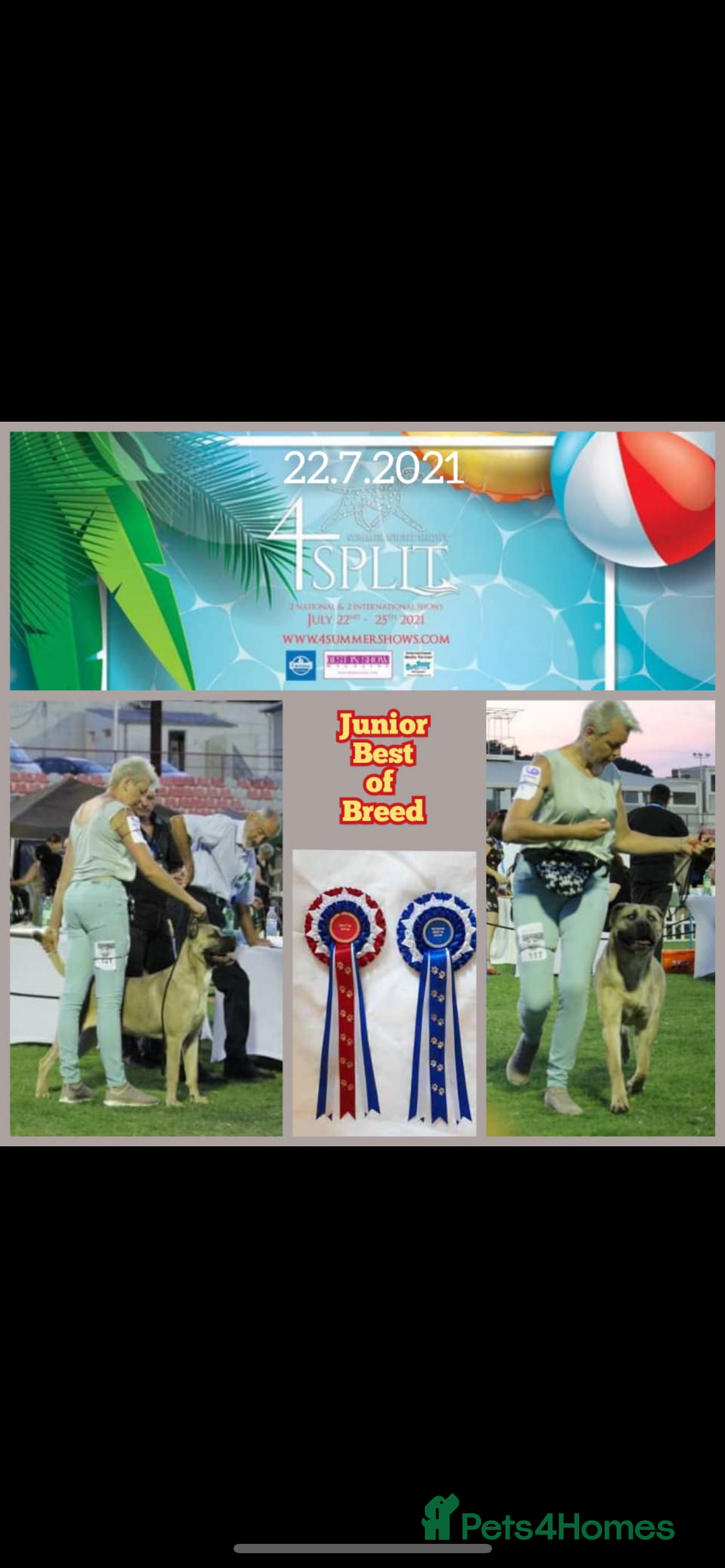 Cane Corso dogs for sale: Champion/true to type cane corso puppies - Advert 4