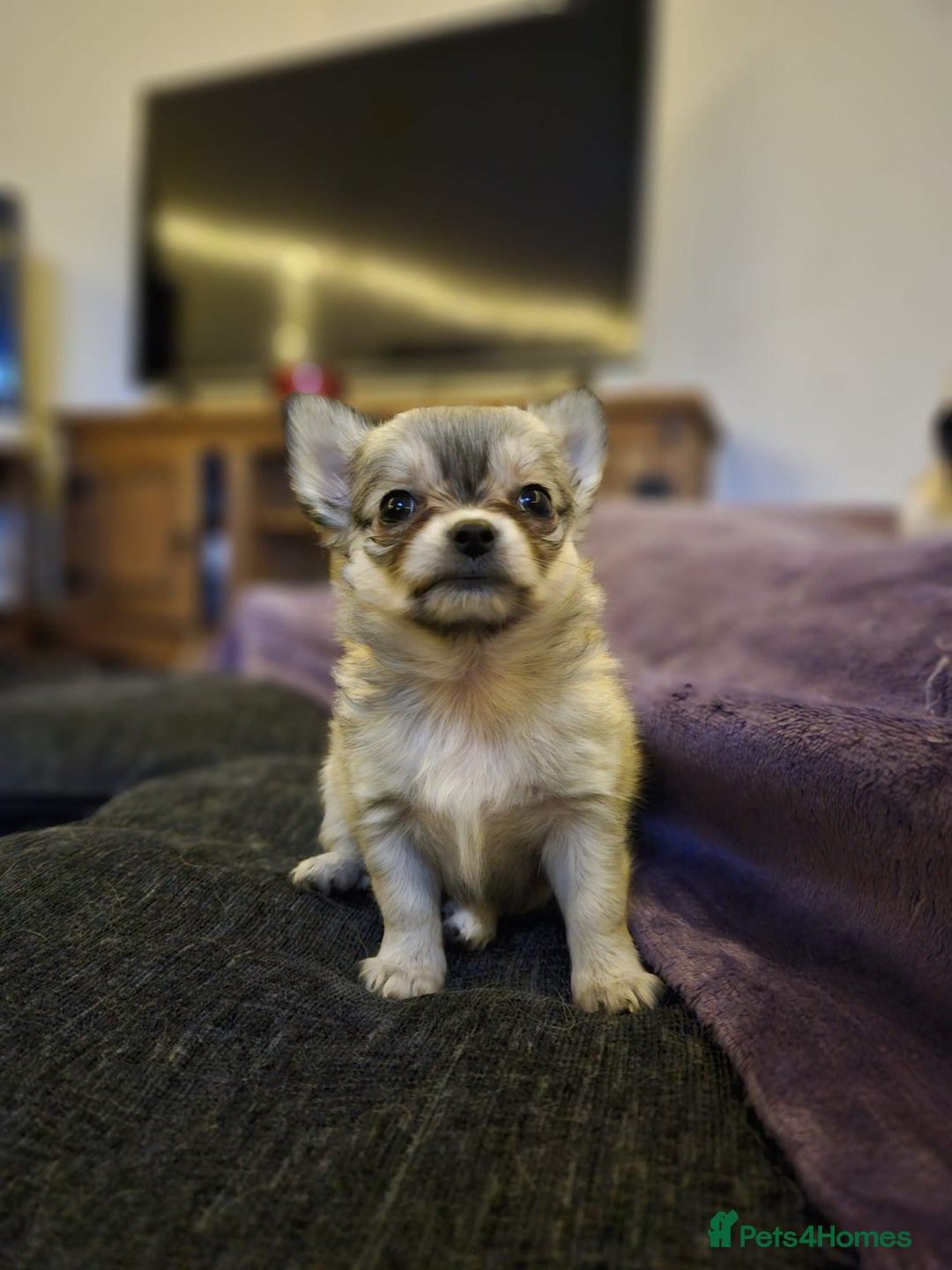 Chihuahua dogs for sale: Male Puppy Long haired Fawn and Sable Chihuahuas  - Advert 12