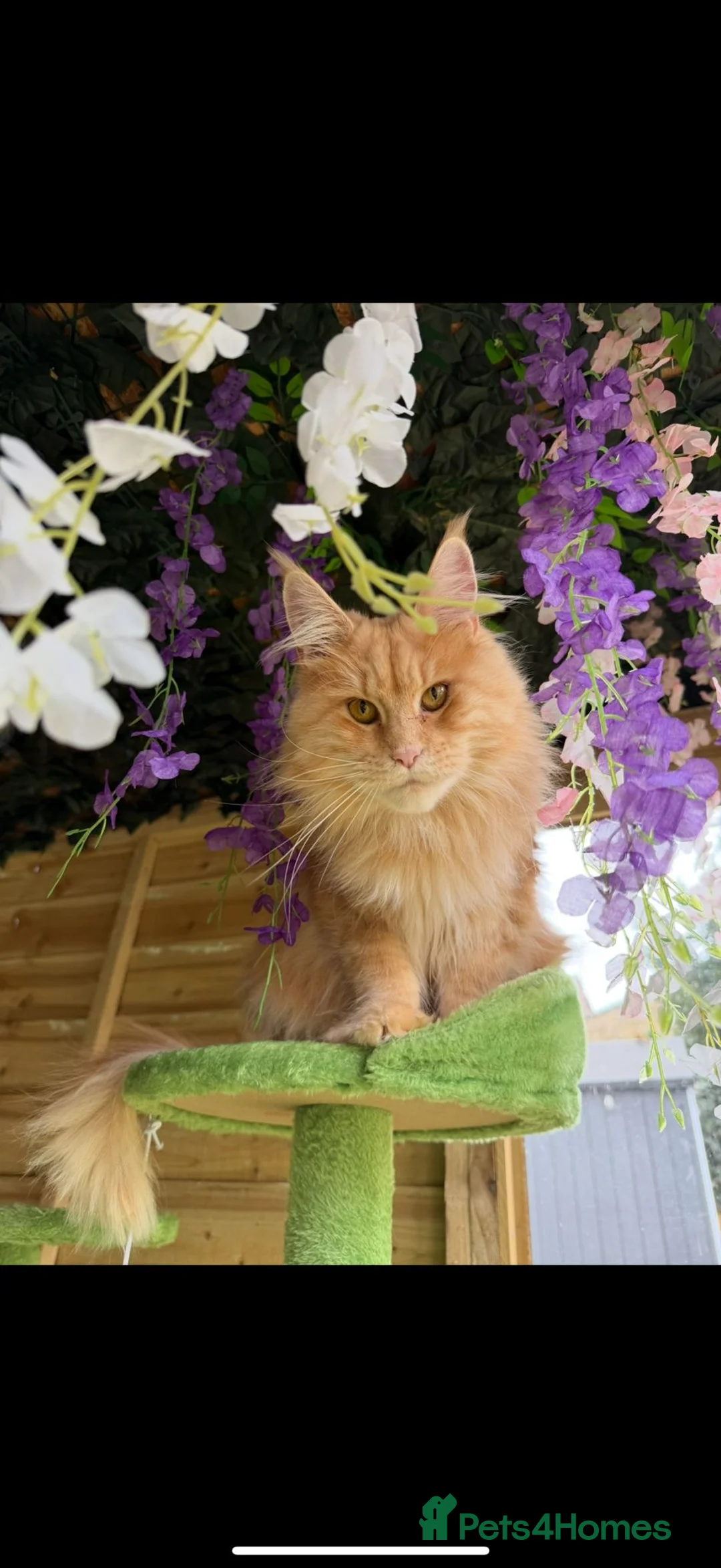 Maine Coon cats for sale: 🧡 Pedigree TICA Registered Maine Coon Kittens 🧡 - Advert 19