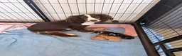 Cocker Spaniel dogs for sale: Cocker spaniel puppies  - Advert 1