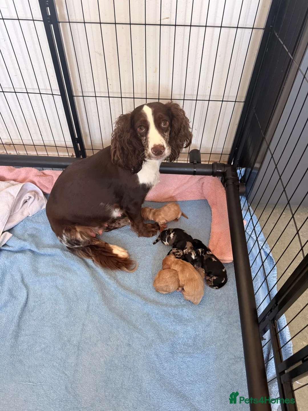 Cocker Spaniel dogs for sale: Cocker spaniel puppies  - Advert 1
