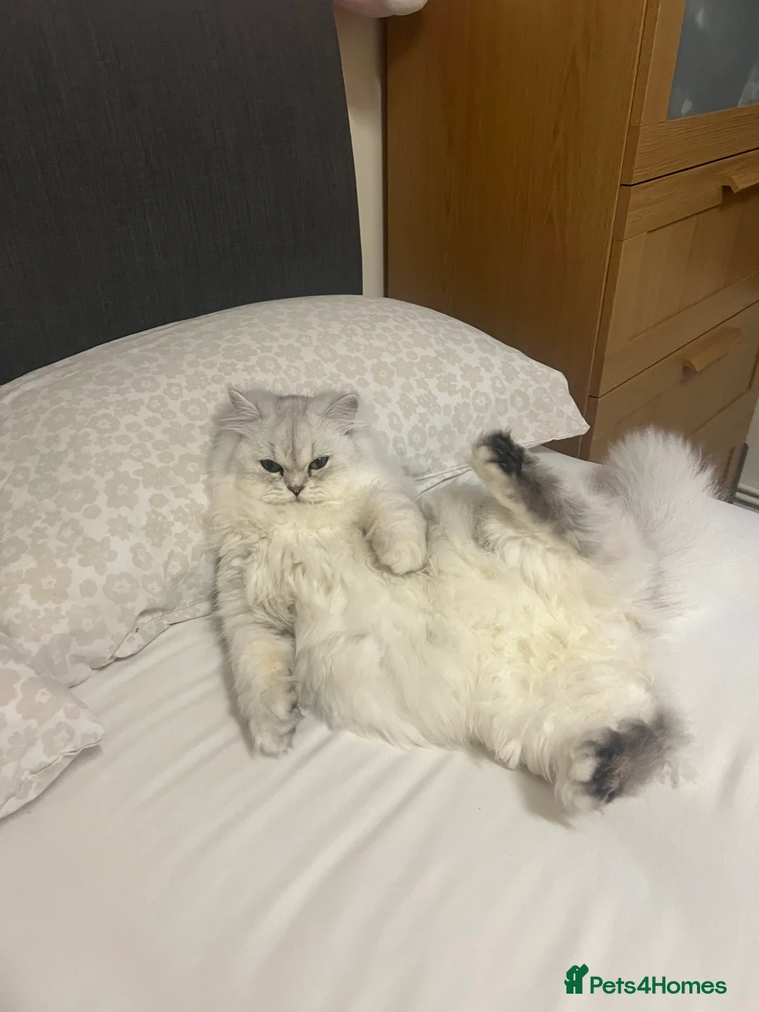 Persian cats for sale: Kitty - Advert 2