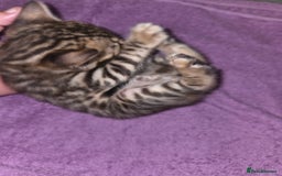 Bengal cats for sale: 2 stunning bengal kittens - Image 7