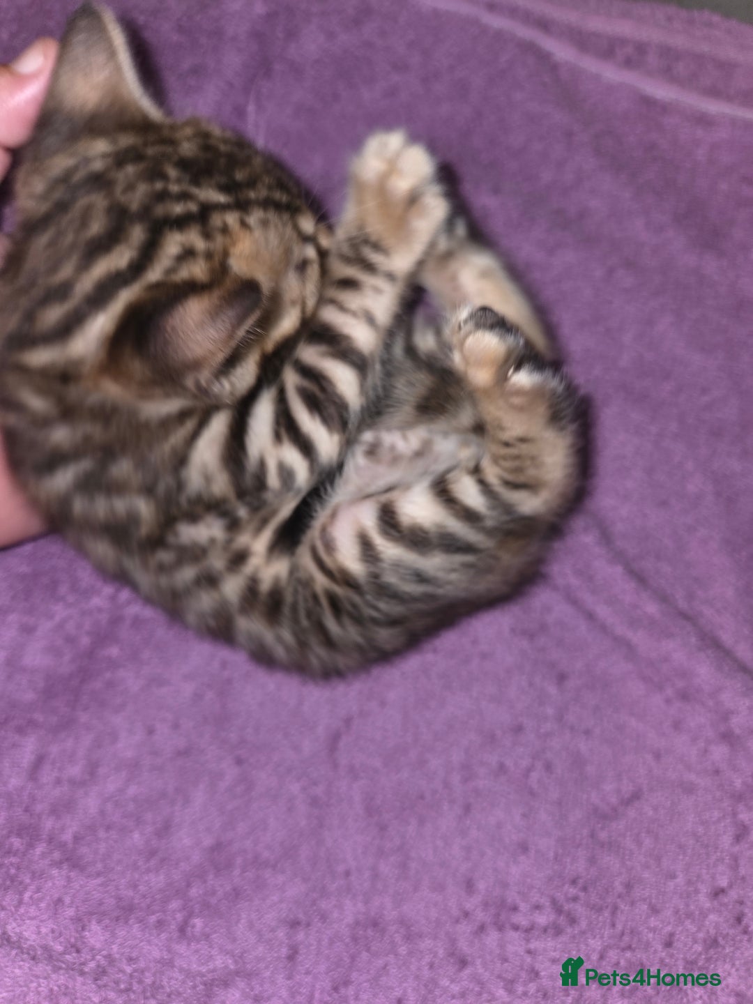 Bengal cats for sale: 2 stunning bengal kittens - Image 7