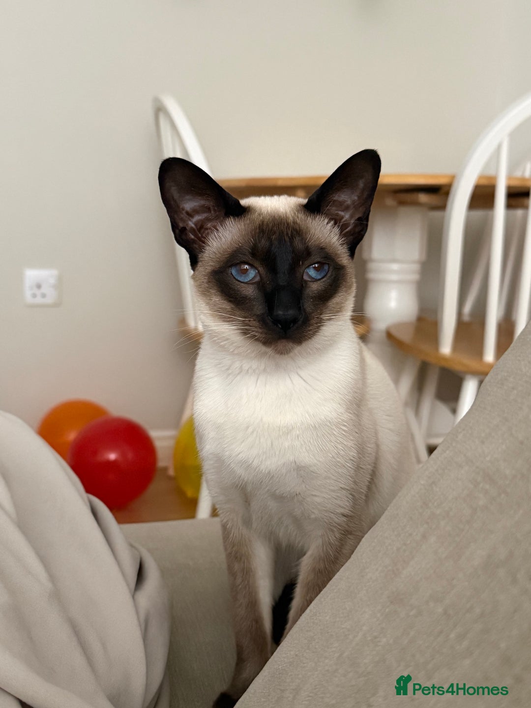 Siamese cats for sale: Male Siamese looking for a new home - Advert 5