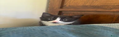 Mixed Breed Kitten 1