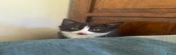 Mixed Breed cats for sale: Two long haired boys ready - Advert 4
