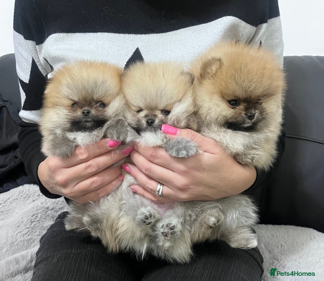 Pomeranian dogs for sale: 🔥Stunning 🐻Real Teddy Face🏆Quality  - Advert 15