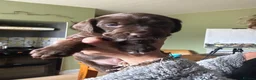 Mixed Breed dogs for sale: Patterdale Terrier × Cocker Spaniel Puppies in King's Lynn - Advert 5
