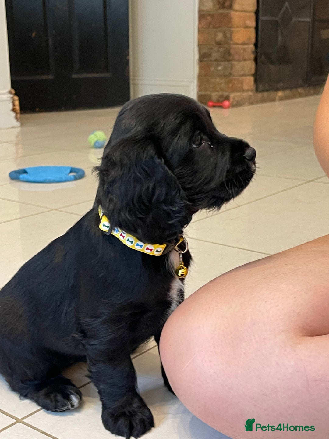 Sprocker dogs for sale: Beautiful Sprocker puppies HEALTH TESTED PARENTS - Image 12