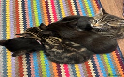 Mixed Breed cats for sale: 3x playful and sweet little kittens - Image 8