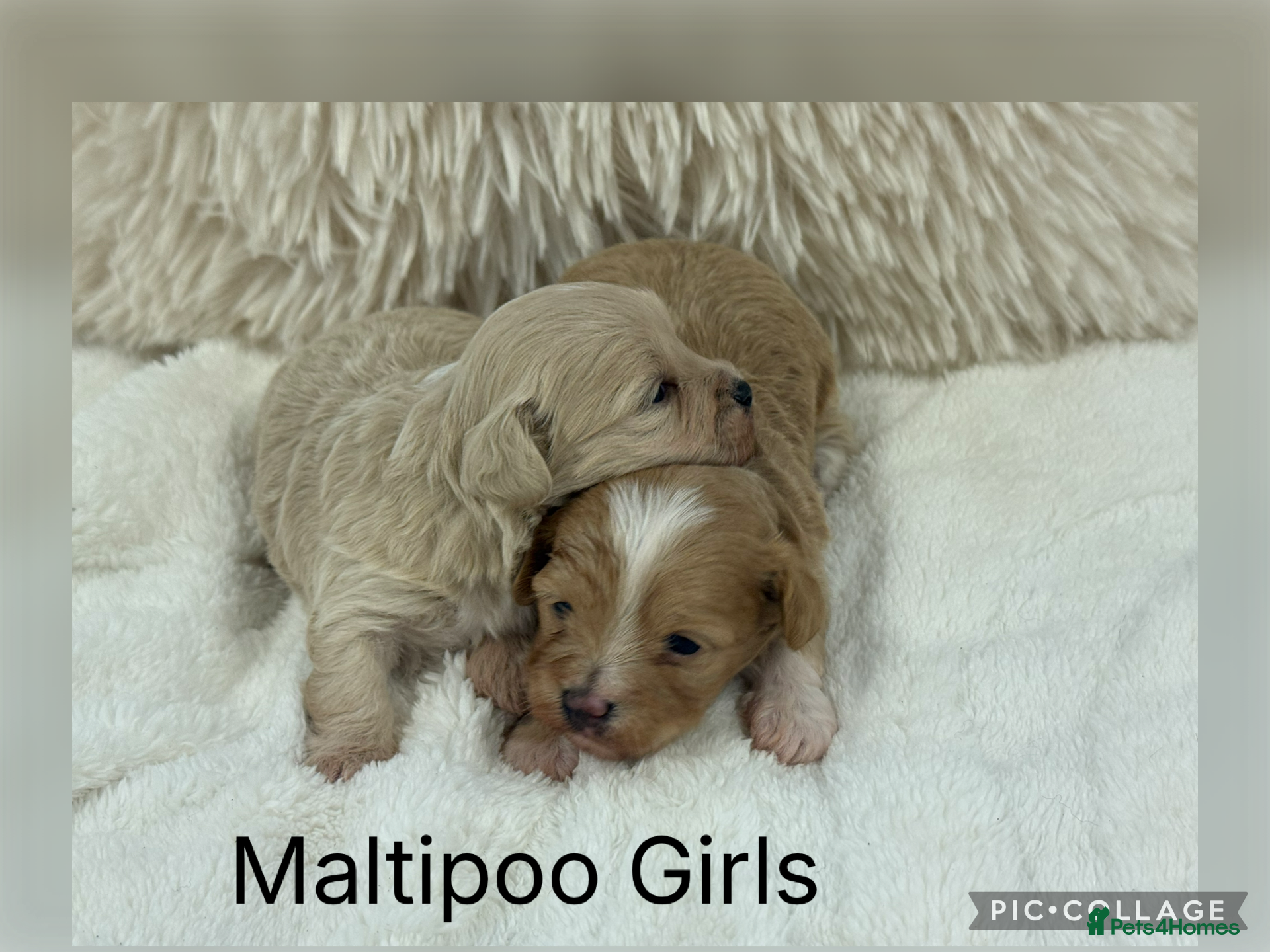 Maltipoo dogs Teddy Bear F1 Maltipoo - Advert 7