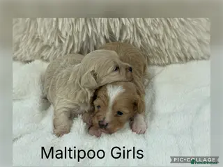 Maltipoo dogs Teddy Bear F1 Maltipoo - Advert 6