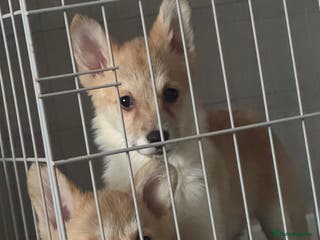 Welsh Corgi Pembroke dogs Beautiful Welsh Pembroke corgis - Advert 3