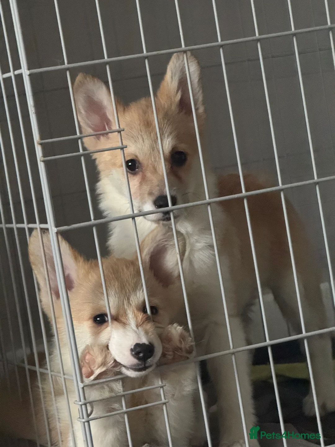 Welsh Corgi Pembroke dogs for sale: Last girl Welsh Pembroke corgi READY TO LEAVE - Advert 14
