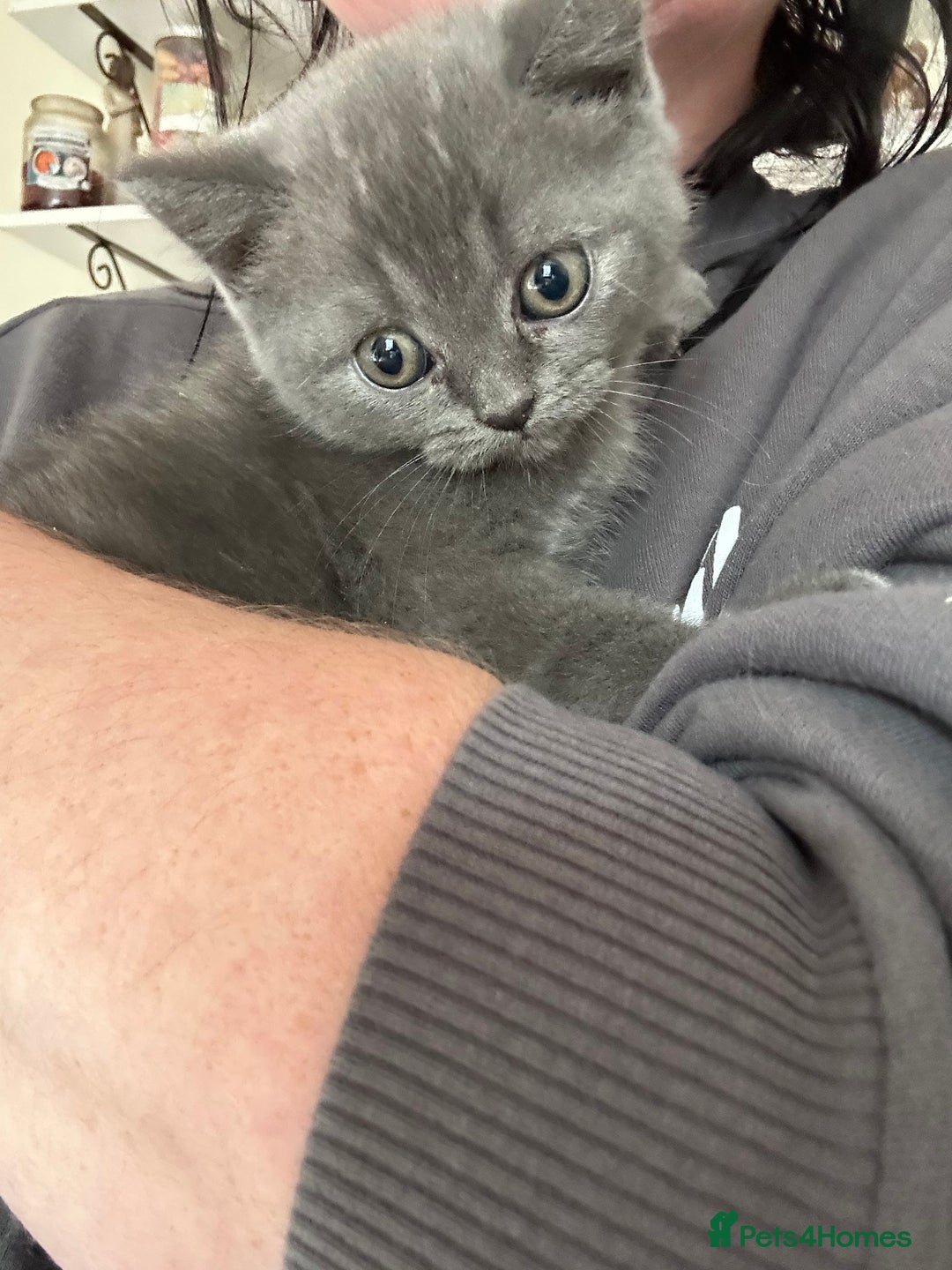 British Shorthair cats for sale: Gorgeous Blue British Shorthairs  - Image 5