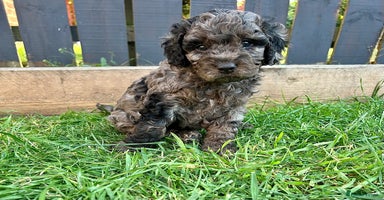 Cavapoo dogs - Advert 3