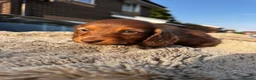 Miniature Dachshund dogs for sale: ✨KC PRA CLEAR miniature longhair dachshund  - Advert 24