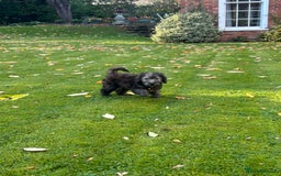 Bedlington Terrier dogs for sale: KC registered Bedlington Terrier puppy - Image 2