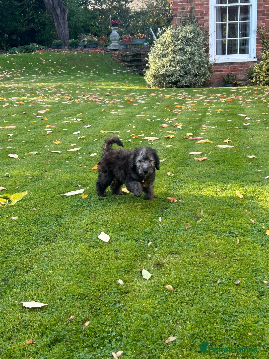 Bedlington Terrier dogs for sale: KC registered Bedlington Terrier puppy - Image 2