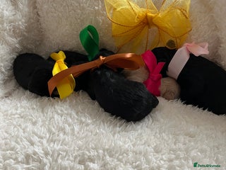 Toy Poodle dogs - Advert 4