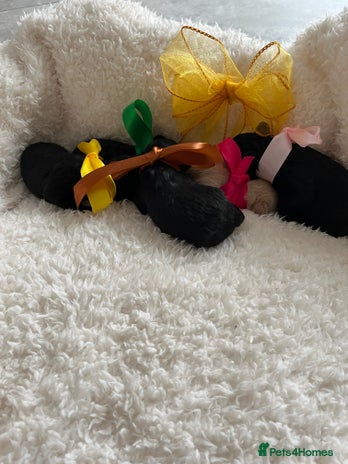 Toy Poodle dogs - Advert 3