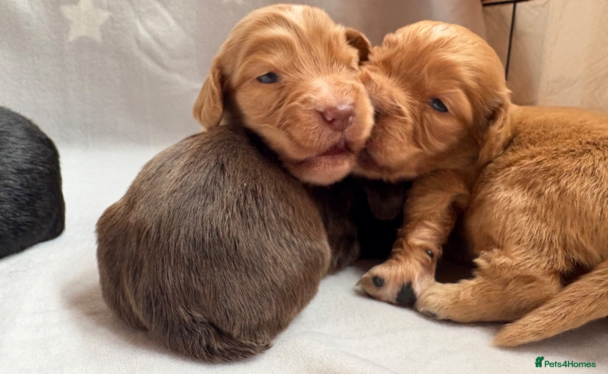 Cocker Spaniel dogs for sale: Stunning Working Cocker spaniels  - Advert 5