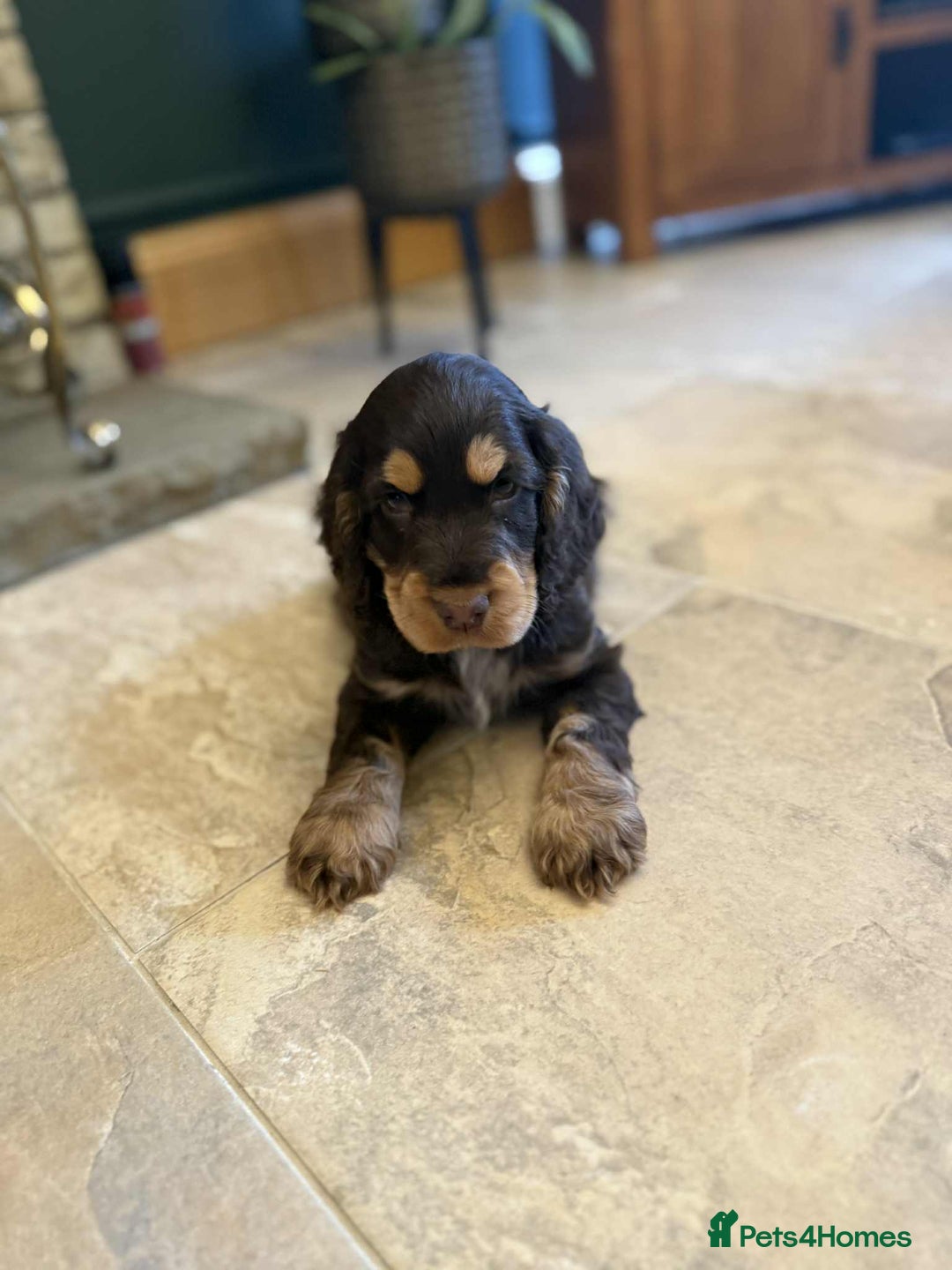 Cocker Spaniel dogs for sale: Outstanding male show cocker spaniel   - Advert 1