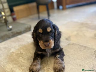 Cocker Spaniel dogs Outstanding male show cocker spaniel - Advert 11